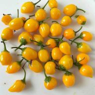 Aji Charapita - 15 seeds