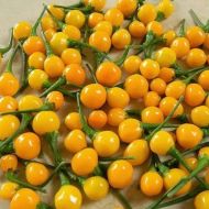 Aji Charapita - 15 seeds