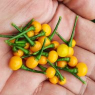 Aji Charapita - 15 seeds