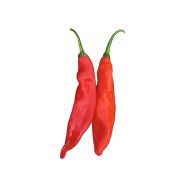 Aji Colorado - 15 seeds
