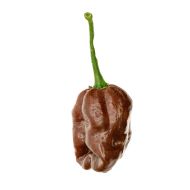 Ciocolată Habanero - 10 semințe