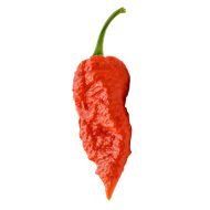Bhut Jolokia - 10 semințe