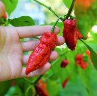 Bhut Jolokia - 10 semințe