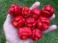 Amestec Trinidad Scorpion Moruga (Trinidad Scorpion Moruga Blend) - 5 semințe