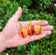 Piersică dungată (Peppapeach Stripey) - 10 semințe