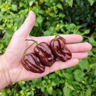 Ciocolată Habanero - 10 semințe