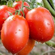 Roma - Roma tomato - 200 pcs. (±) seeds