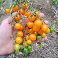 Galapagos - wild tomato - 15 seeds