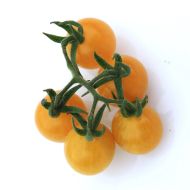 Galapagos - wild tomato - 15 seeds