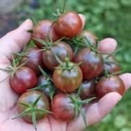 Black Cherry - cherry tomatoes - 25 seeds